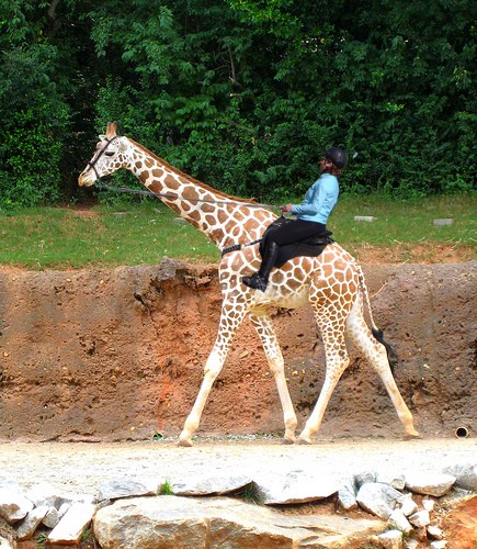 You'll have your giraffeback riding skills honed in no time 