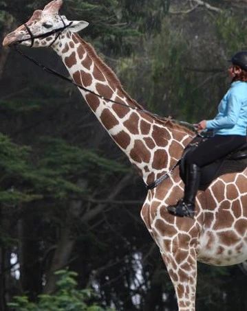 You will also learn the most common giraffe riding styles; English or Western 